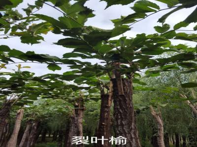 裂葉榆基地直銷，2017年價(jià)格參考