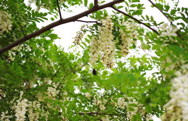 槐花一般幾月開(kāi)花？