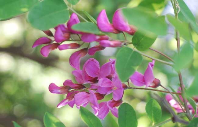 槐花一般幾月開(kāi)花？