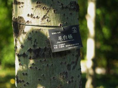 什么叫毛白楊？毛白楊有哪些特點？