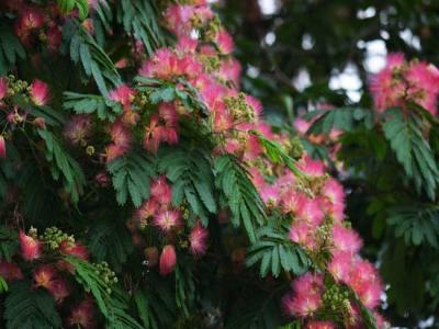合歡花的產(chǎn)地分布都有哪些地區(qū)？