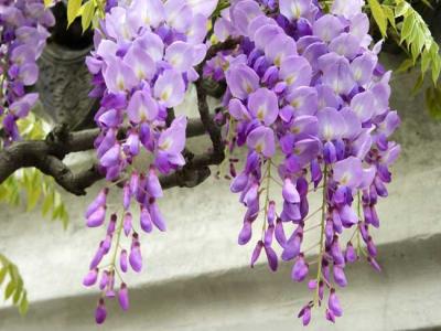 紫藤什么時候開花？紫藤花的花語是什么？