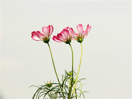 格桑花科普時間：波斯菊可以是！