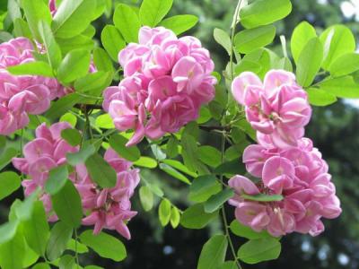 香花槐和紅花槐有什么區(qū)別？