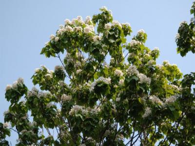 楸樹什么時候開花？
