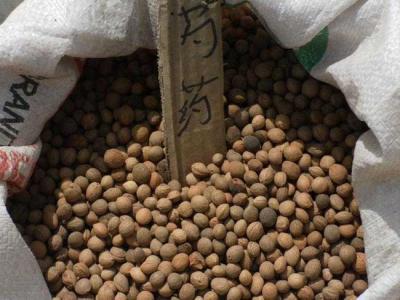 芍藥種子怎么種植？