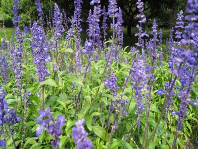 藍(lán)花鼠尾草什么時(shí)候開花，花期多久？