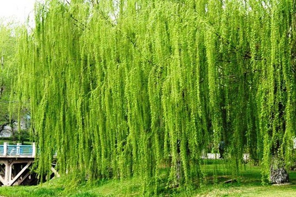 金絲垂柳是嫁接的嗎？