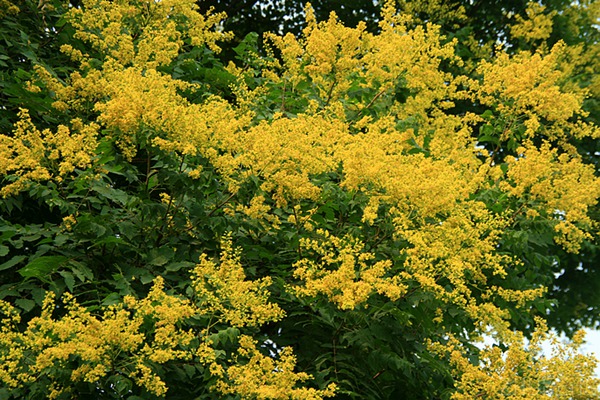 欒樹什么時候開花，花期多久