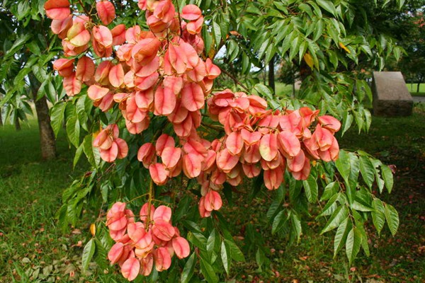 欒樹什么時候開花，花期多久