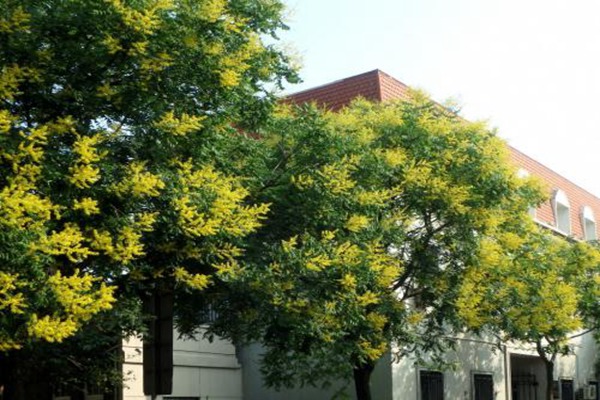欒樹什么時候開花，花期多久