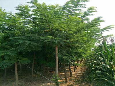 刺槐樹和洋槐樹有什么區(qū)別？是一種樹嗎？
