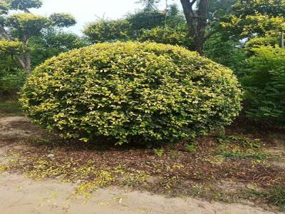 金葉榆產(chǎn)地是哪里？