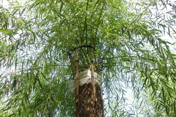 嫁接垂柳相對(duì)于原生垂柳有哪些優(yōu)勢(shì)？