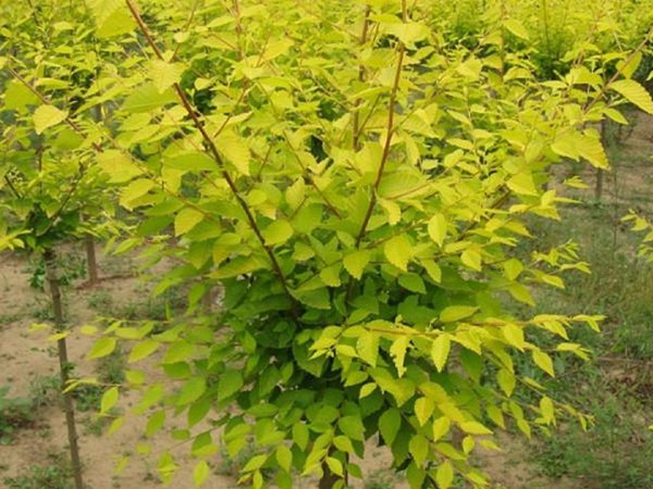 基地直銷(xiāo)金葉榆樹(shù)苗，價(jià)格多少錢(qián)