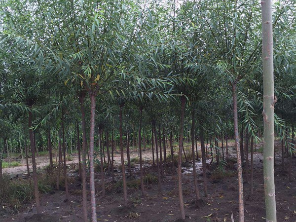 垂柳樹苗2公分報(bào)價(jià)，多少錢一顆