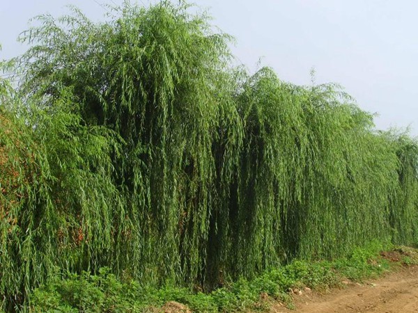 垂柳樹苗2公分報(bào)價(jià)，多少錢一顆