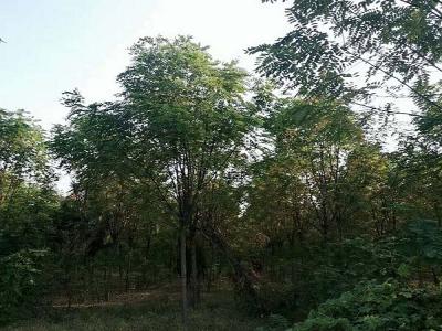 香花槐（紅花刺槐）的花語(yǔ)是什么？