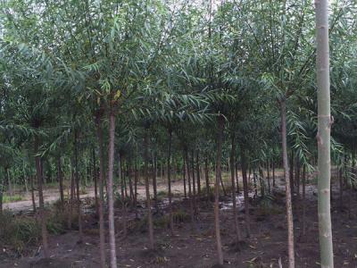 垂柳樹苗2公分報(bào)價(jià)，多少錢一顆