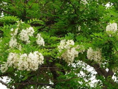 刺槐花語(yǔ)是什么？寓意是什么？