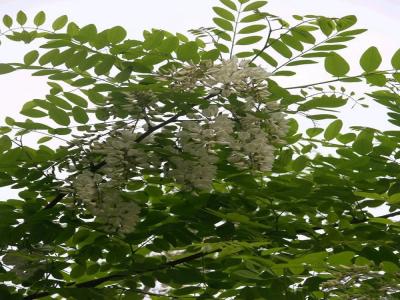 刺槐幼苗的市場(chǎng)價(jià)格是多少，和什么有關(guān)？