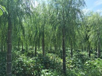 柳樹(shù)作砧木都可以嫁接什么品種？