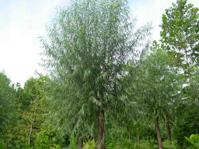 河北保定饅頭柳幼苗應(yīng)該怎么買(mǎi)？