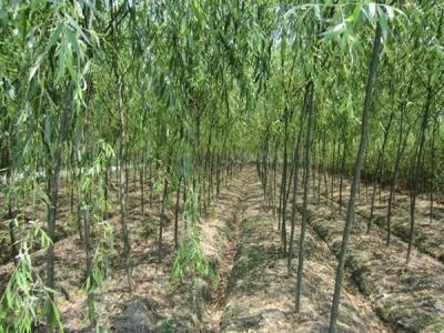 速生柳樹每年可以長(zhǎng)粗多少？