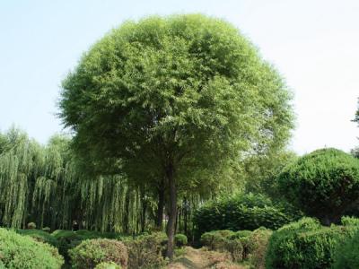 漳河柳和饅頭柳有什么區(qū)別？