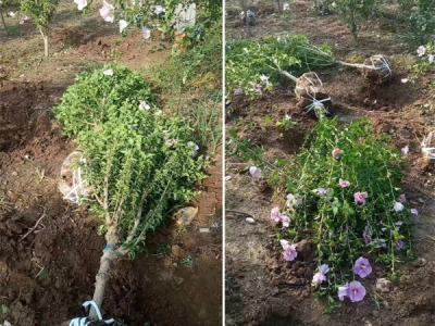 木槿花該如何種植及養(yǎng)護(hù)？