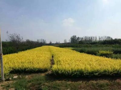 金葉女貞球和金森女貞球二者有什么明顯區(qū)別？