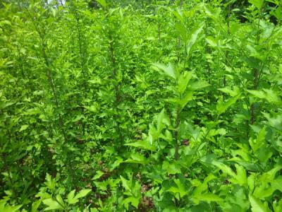 木槿花的花語是什么，寓意是什么？