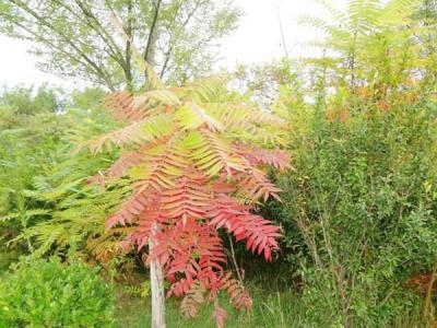 院子里種植臭椿風(fēng)水好嗎？