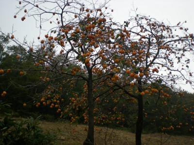 柿子樹結(jié)果少，甚至不結(jié)果，應(yīng)該如何處理？