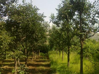 住宅內(nèi)適合種植柿子樹嗎？