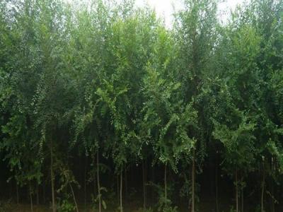 榆樹(shù)為什么不可以在院子里種？