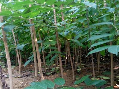 杜仲樹的種植需要注意些什么？