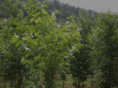 杜仲樹皮怎么采收，什么時(shí)候采收？