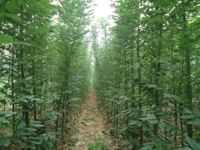 香花槐和刺槐有什么區(qū)別？
