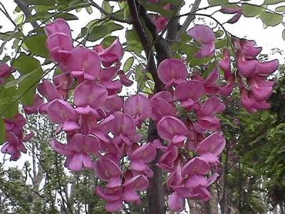 嫁接香花槐的市場價格是多少？