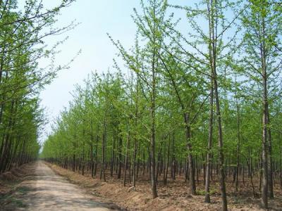 銀杏樹(shù)什么時(shí)候開(kāi)花，什么時(shí)候結(jié)果?