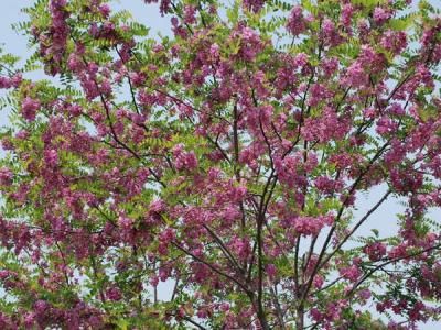 嫁接香花槐基地在哪里？