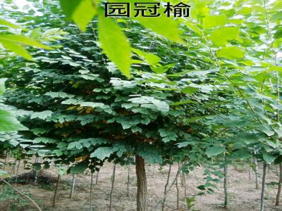 市面上3公分圓冠榆小苗的市場價(jià)格是多少？