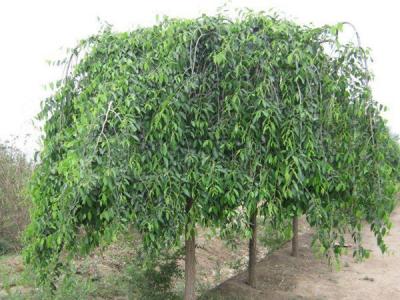 小葉垂榆種植在哪些地區(qū)，有什么特點(diǎn)？