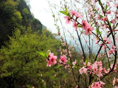 山桃什么時(shí)候開花，什么時(shí)候賞花效果好