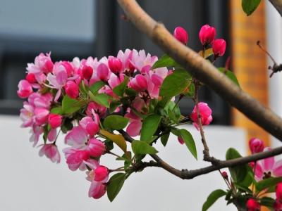 西府海棠如何繁殖，常見的繁殖方式是什么