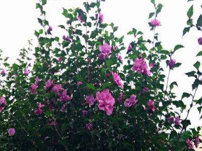 木槿花什么顏色，什么時(shí)候開(kāi)