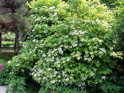 應(yīng)該如何區(qū)別天目瓊花以及瓊花 ？