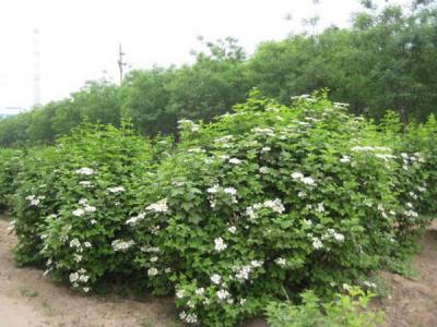 天目瓊花小苗可以去哪兒買 ？