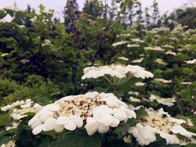 天目瓊花的美化綠化價值如何具體體現(xiàn) ？